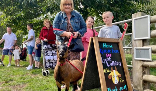 Goat Walking