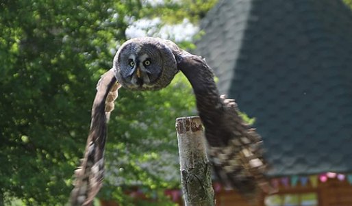 Falconry Flying Shows