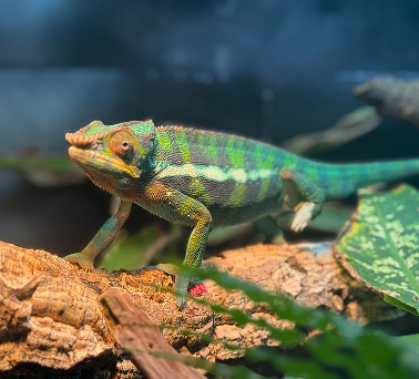 Panther Chameleon