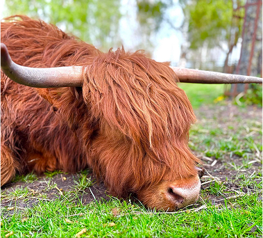 Highland Cattle