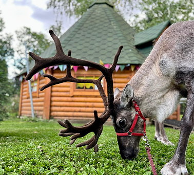 Jazz our Reindeer